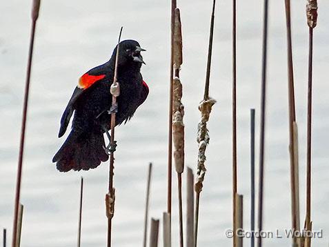 Red-winged Blackbird_DSCF00745.jpg - Red-winged Blackbird (Agelaius phoeniceus) photographed near Kilmarnock, Ontario, Canada.